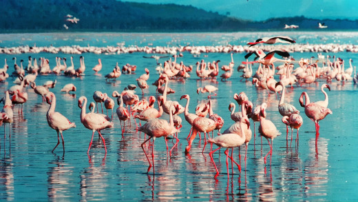 Езеро Накуру и Масай Мара<strong> в Кения</strong>